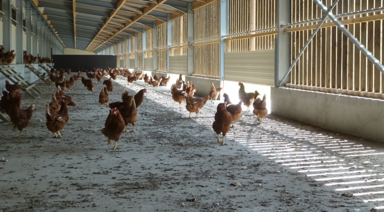 Chez Valérie, les poules resteront dans le Jardin d'hiver durant toute la période de confinement.